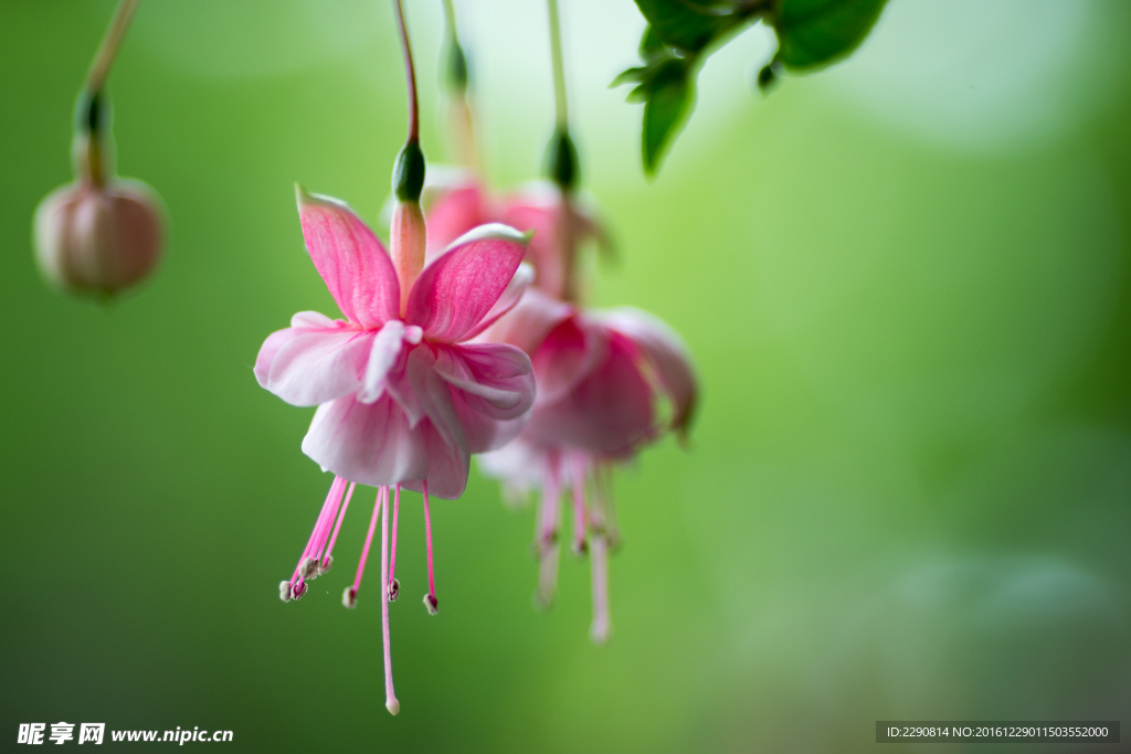 鲜花