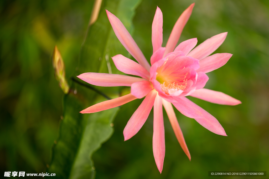 鲜花