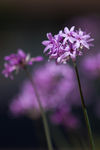 鲜花