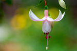 鲜花