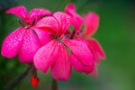 鲜花
