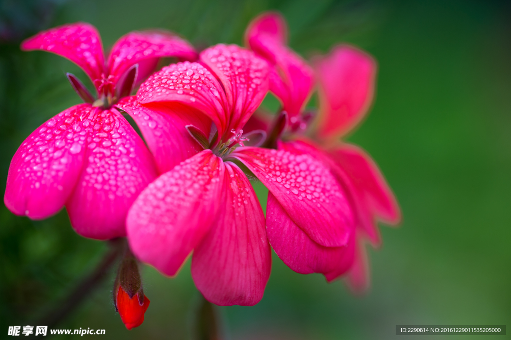 鲜花