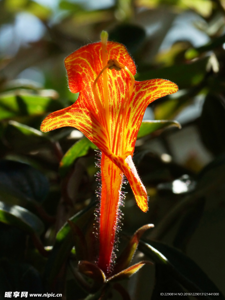 鲜花