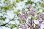 鲜花