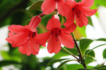 鲜花