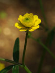 鲜花