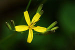 鲜花