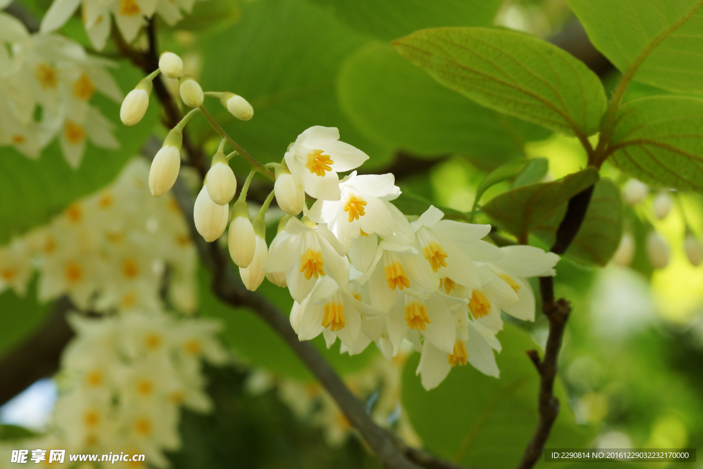 鲜花