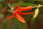 鲜花