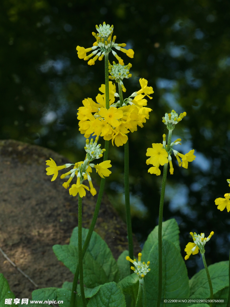 鲜花