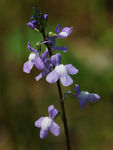 鲜花