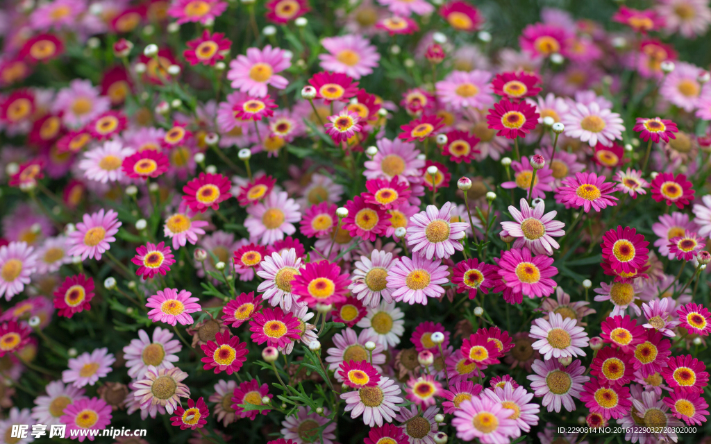 鲜花