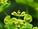 鲜花