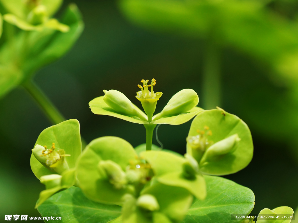 鲜花