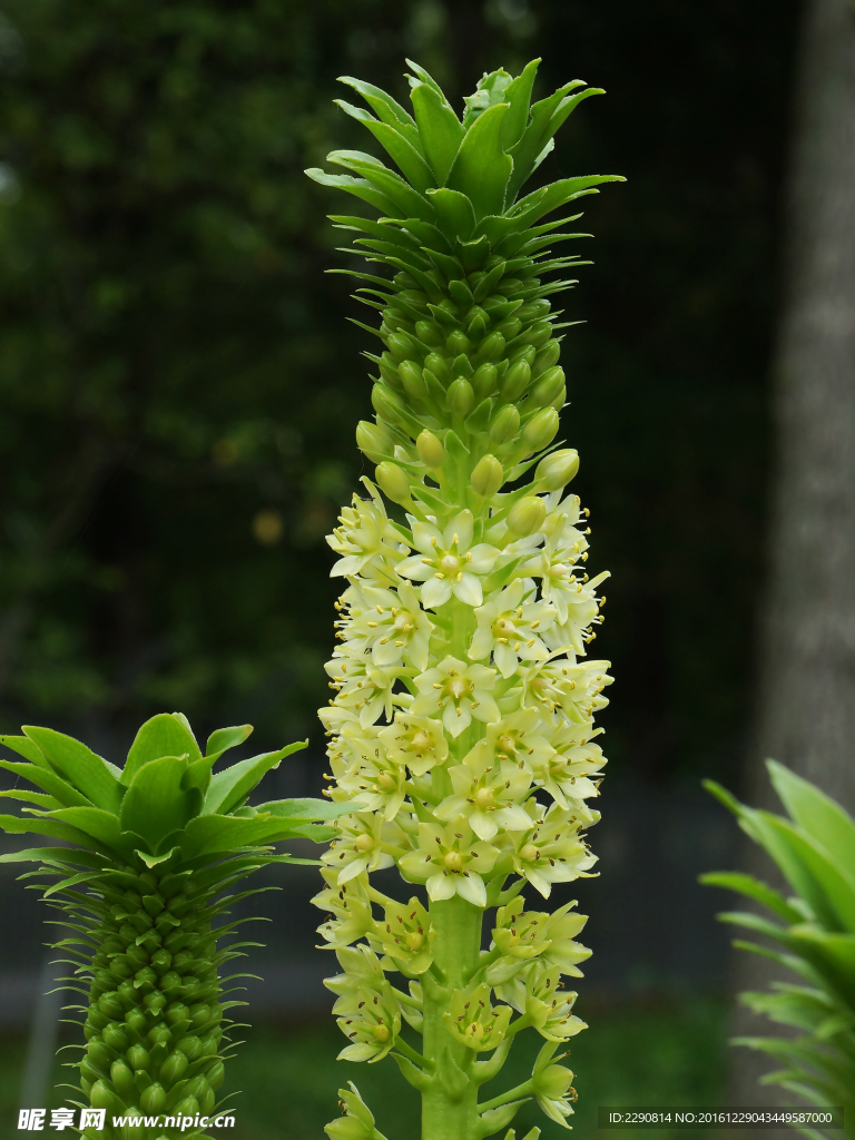 鲜花