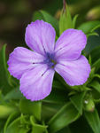鲜花