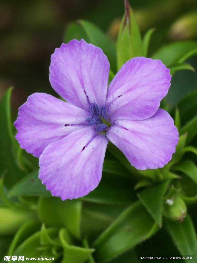 鲜花