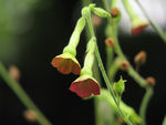 鲜花