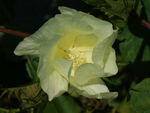 鲜花