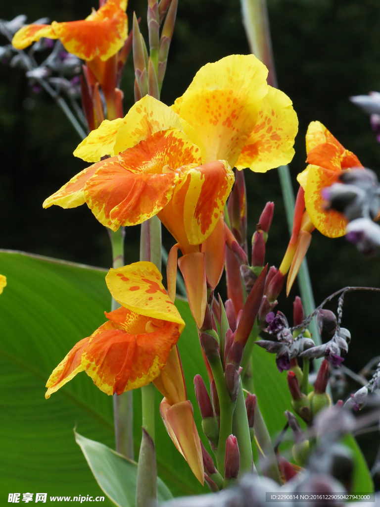 鲜花