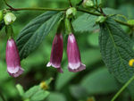 鲜花