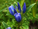 鲜花