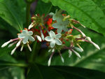 鲜花
