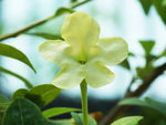 鲜花
