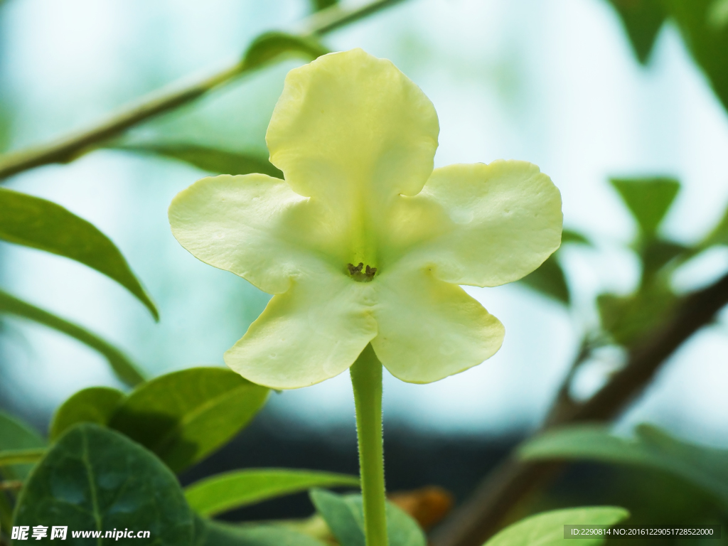鲜花