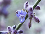 鲜花