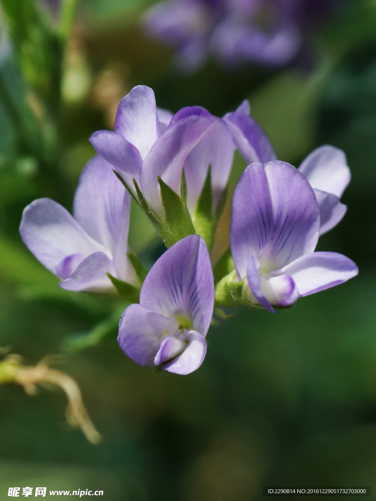 鲜花