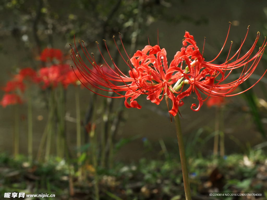 鲜花