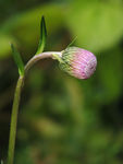 鲜花