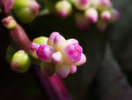 鲜花