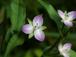 鲜花