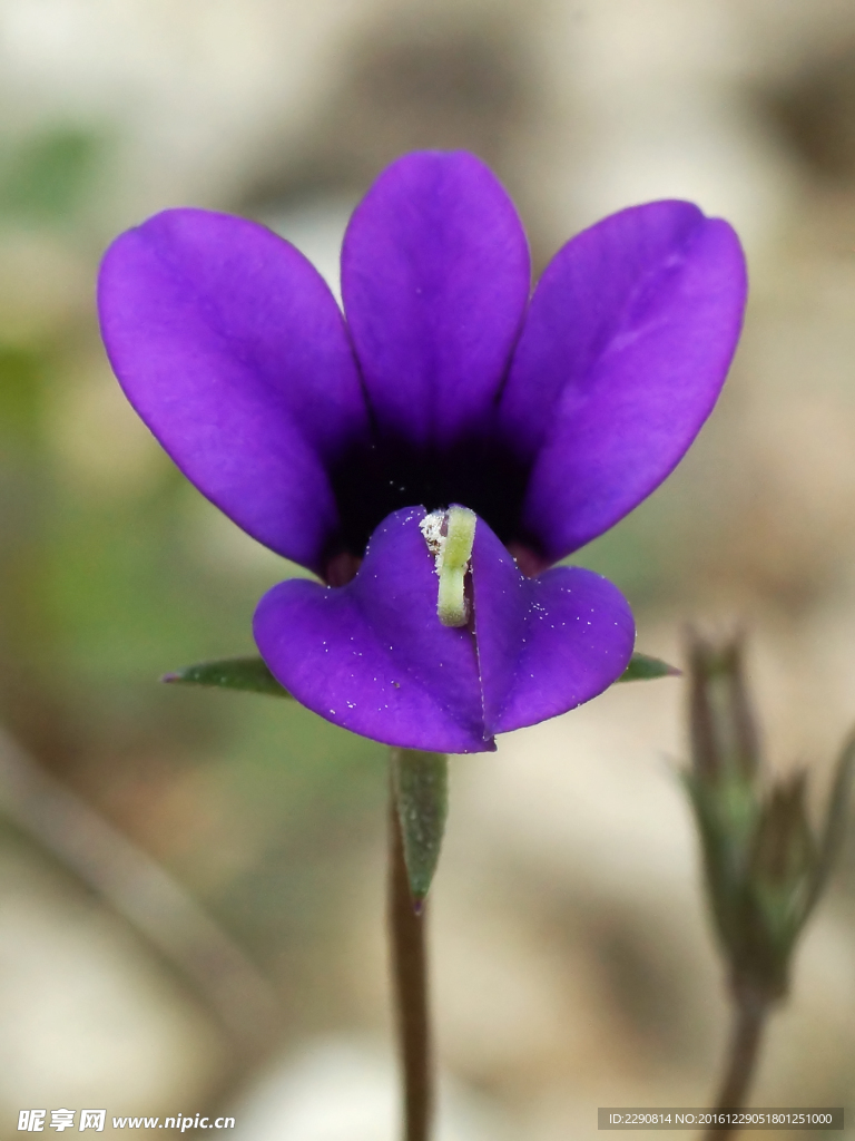 鲜花
