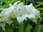鲜花