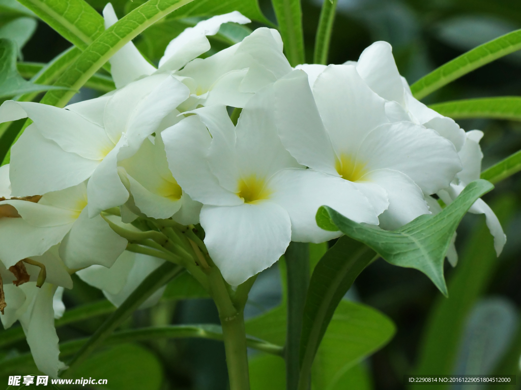 鲜花