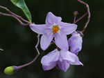 鲜花