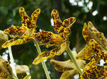 鲜花