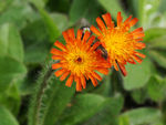鲜花