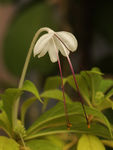 鲜花