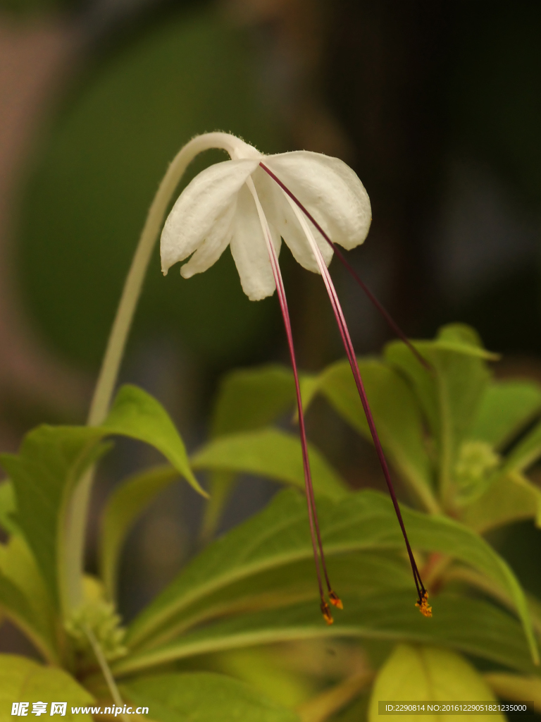 鲜花