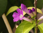 鲜花
