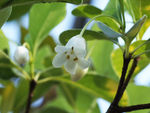 鲜花