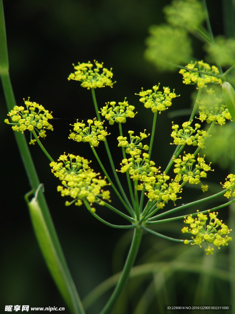 鲜花