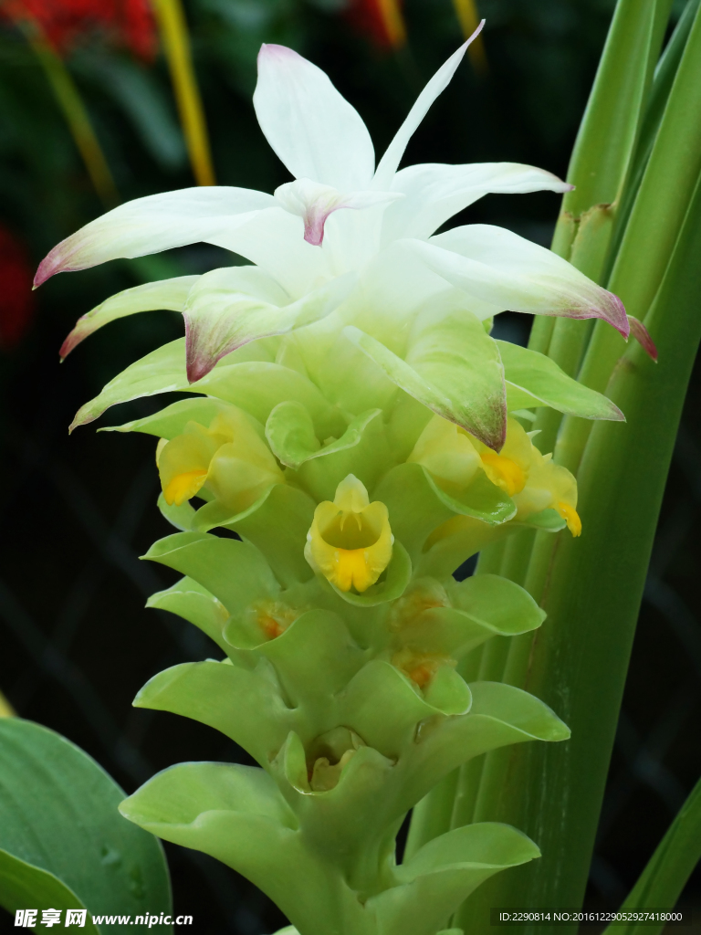 鲜花