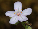鲜花