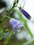 鲜花