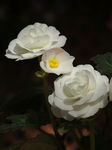 鲜花